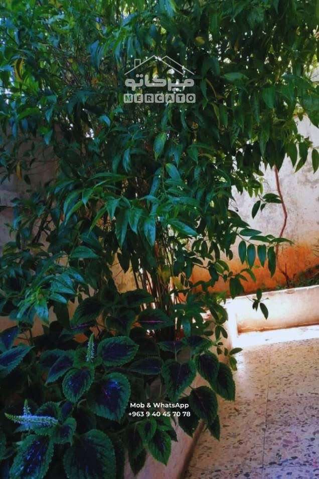 شقه 170 م مع حديقه - اللاذقية - صورة 2
