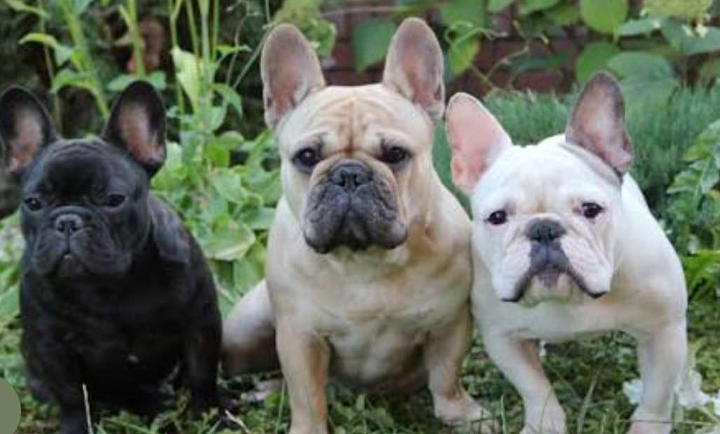 كلاب French Bulldog - دمشق