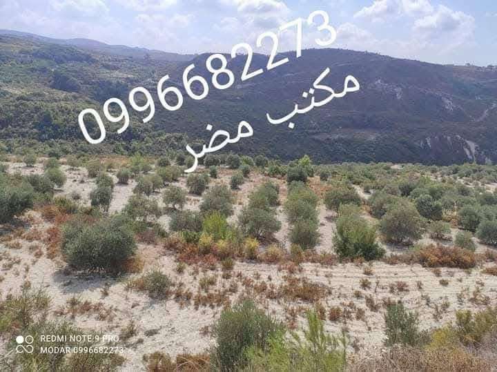ارض زيتون 100 دنم - اللاذقية - صورة 3