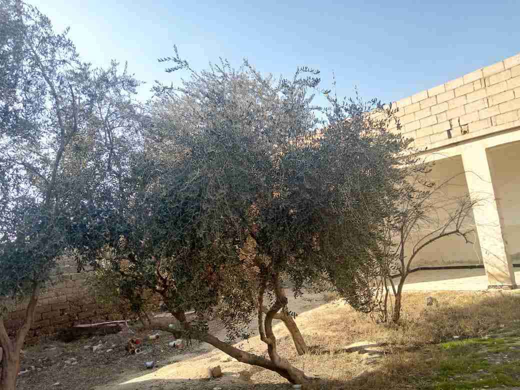 بيت عربي لبيع بمنطقة الرومانية في الرقة - الرقة - صورة 2