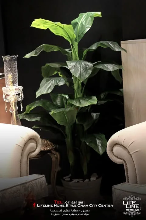 نباتات زينة - دمشق