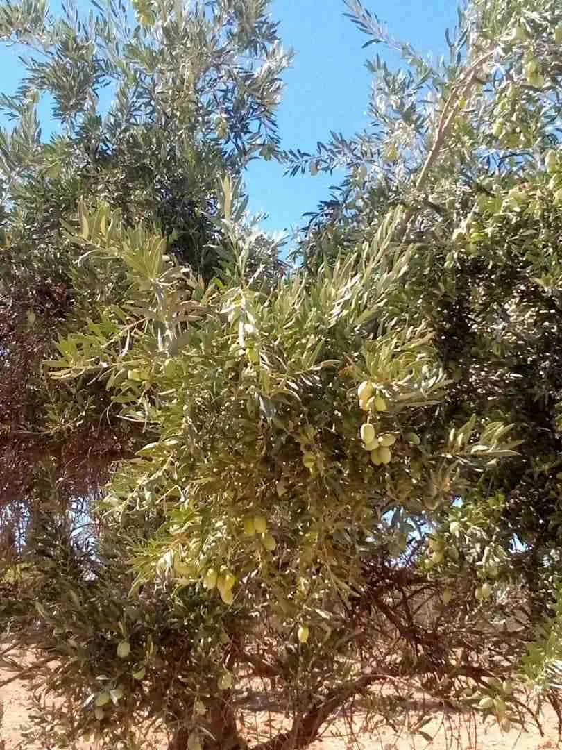 مزرعه بخان الشيح شارع الفيلات الغربيه - دمشق